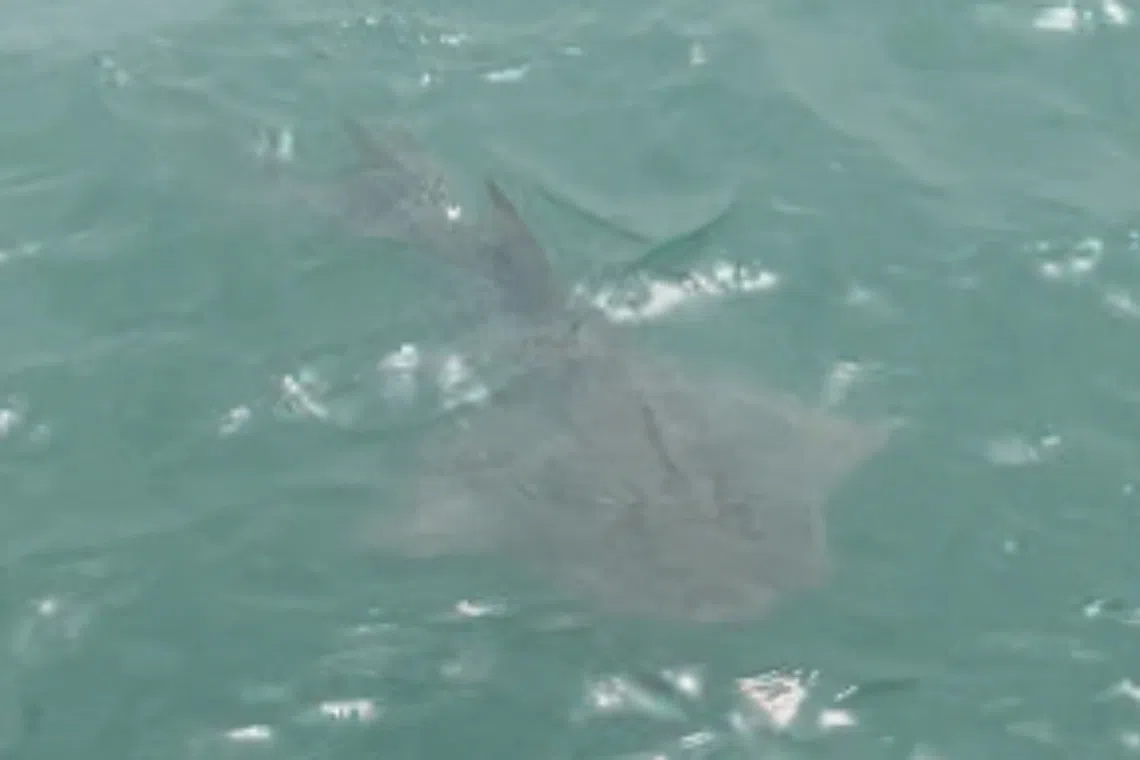 A critically endangered bowmouth guitarfish that surfaced off Bedok Jetty on Oct 29, 2022, was the first formal record of a sighting in Singapore in nearly 30 years.