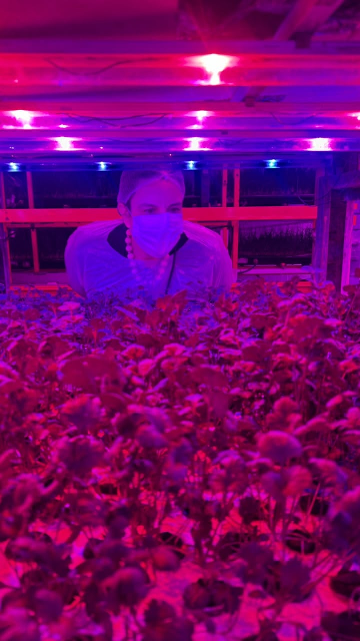 Entrei na fazenda cor-de-rosa que cultiva verduras em São Paulo