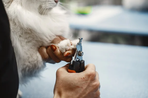 Não é só estética: cortar unha dos pets evita doenças graves e machucados