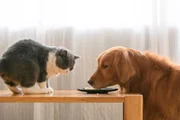 Maus-tratos a cães e gatos na Espanha pode render multa de até R$ 1 milhão
