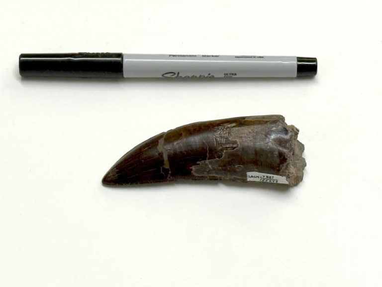T. rex era de sangue quente? Dentes fossilizados ajudam a responder um dos mistérios dos dinossauros