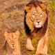 Ten lions found dead in Tanzania’s Ngorongoro reserve, poisoning suspected
