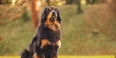 Devido à sua inteligência e capacidade de vigilância, essa raça geralmente participa de organizações de busca e resgaste, provas de obediência e atividades de terapia animal Foto: Michal Ninger | Shutterstock / Portal EdiCase