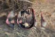 Polícia busca identificar de quem é a ossada humana em mala