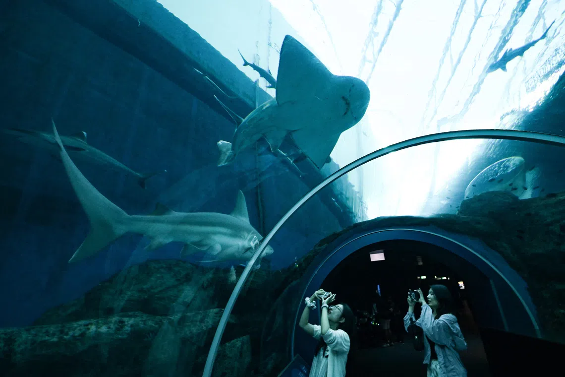 Bowmouth guitarfish at the Singapore Oceanarium on April 21.