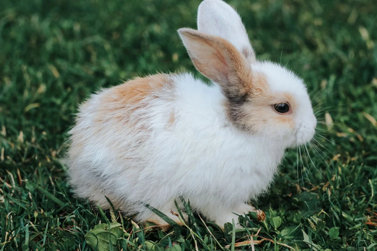 Justiça autoriza sacrifício de animais em experimentos de instituto em MG