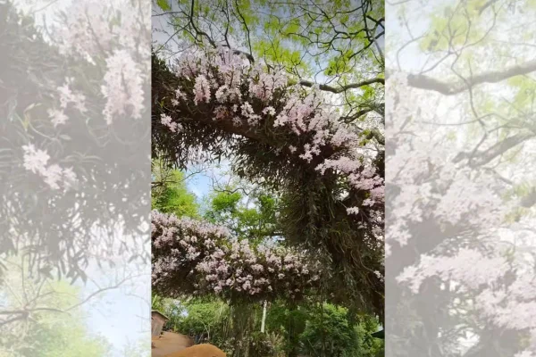 Idoso impressiona moradores ao cultivar orquídeas em árvores de rodovia
