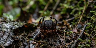 Foto: Imagem: gerada por IA / Portal Terra / TerrAI