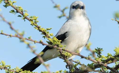 Etiópia: Relatos indicam que produtos químicos usados na mineração de ouro estão matando aves endêmicas e outros animais selvagens em Borena