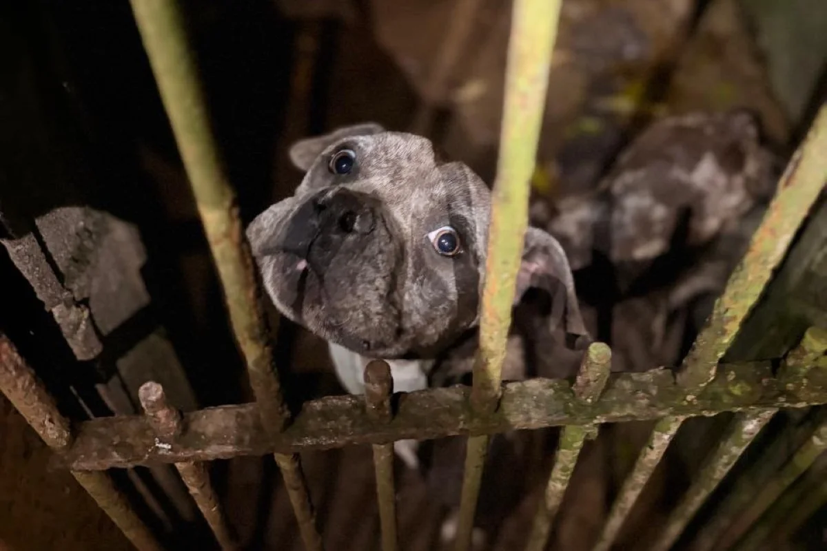 Imagem colorida de cachorro resgatado de maus-tratos em Cotia. Metrópoles
